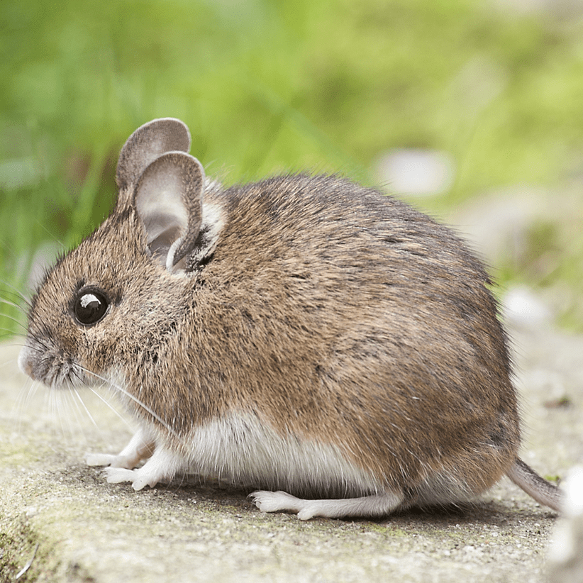 https://www.anthempest.com/hosted/images/88/882b925b87417895ee91f9fd7a944f/rodents-large.png